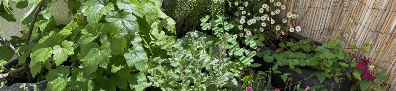 Gartenpreis Eimler 5