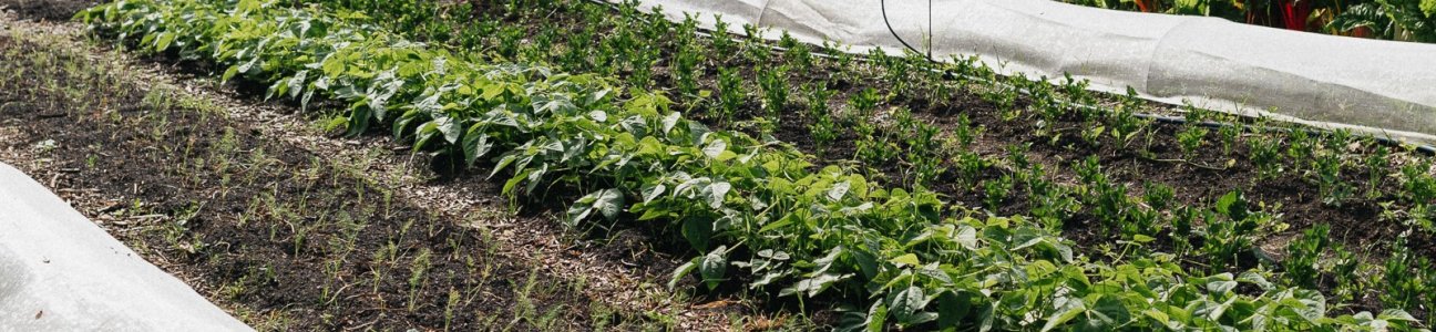 Gartenpreis Janka 1