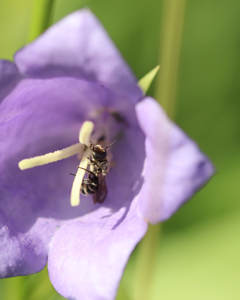 5 Zu Wanderausstellung Ngv C Christine Kuchem